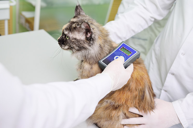 Microchip, útlevél